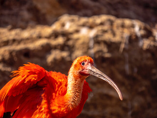 Naklejka premium Close-up on a scarlet ibis snorting