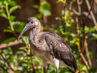 Close up on a young scarlet ibis