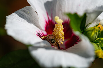 bees collect pollen in a  hibiscus flower in the summer sunshine