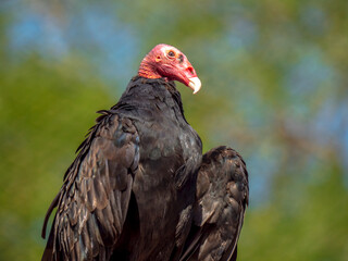 Close up on a red headed vulture