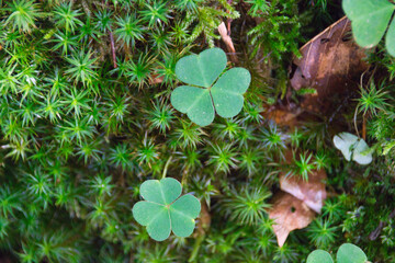 three-leafed clover leaves in the forest