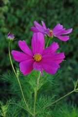 Fototapeta premium Schmuckkörbchen