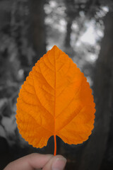 Fototapeta premium autumn leaf in hand