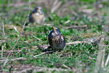 Wacholderdrossel ( Turdus pilaris ) im Frühjahr	