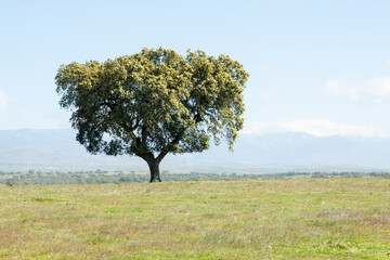 Fototapeta premium Beautiful landscape with a lonely holm oak on field