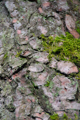the moss-covered bark of a pine