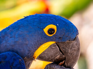 Close up on the head of a hyacinth macaw © Romain TALON