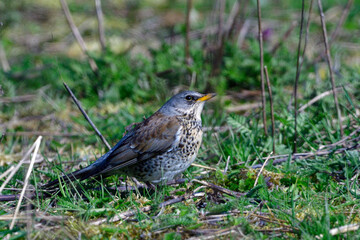 Wacholderdrossel ( Turdus pilaris ) im Frühjahr	