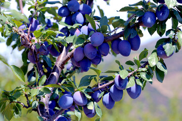ameixa galho de &aacute;rvore coberto de frutas.
