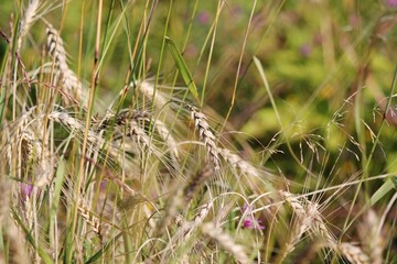 grass in the wind