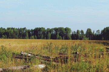 landscape with trees and blue sky