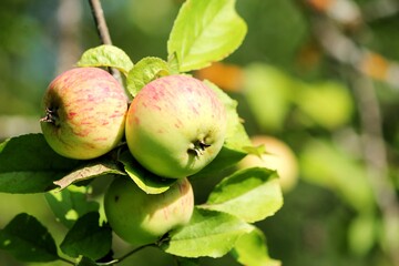green apples on a tree