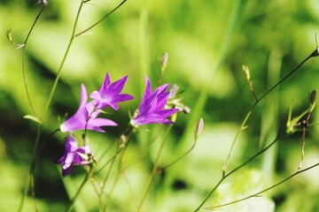 purple flowers in the garden