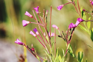 pink flowers in the garden