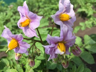 purple and yellow flowers