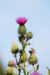 thistle flower on blue sky background