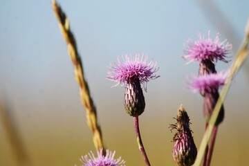 purple thistle flower