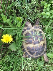 turtle in the grass