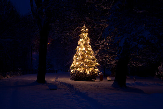 Weihnachtsbaum im Schnee / Winter