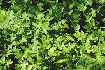 green leaves background