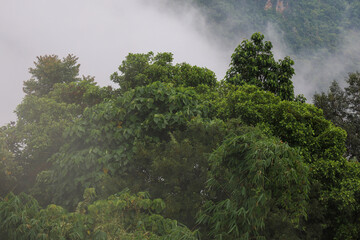 Obraz na płótnie Canvas View of fog in forest on top tree in mountain at thailand