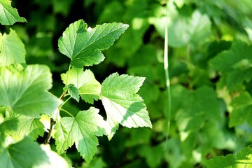 green leaves background