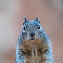 Ground Squirrel - Ardilla Terrestre, Grand Canyon National Park, Arizona, Usa, America