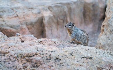 Ground Squirrel - Ardilla Terrestre, Grand Canyon National Park, Arizona, Usa, America