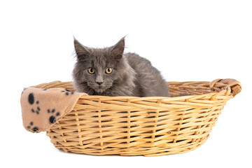 Fototapeta na wymiar Young grey maine coon cat in basket