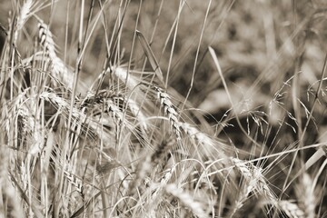 dry grass in the wind