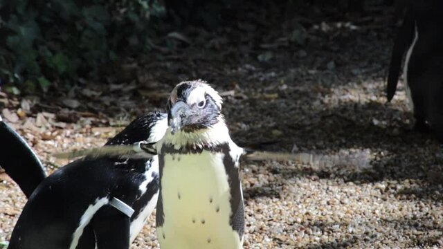 pingouin africains dans le parc animalier
