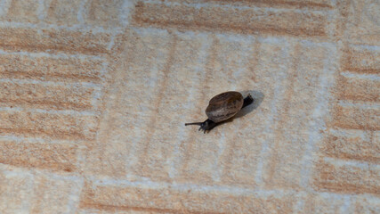 Snail on brown background, image for background.