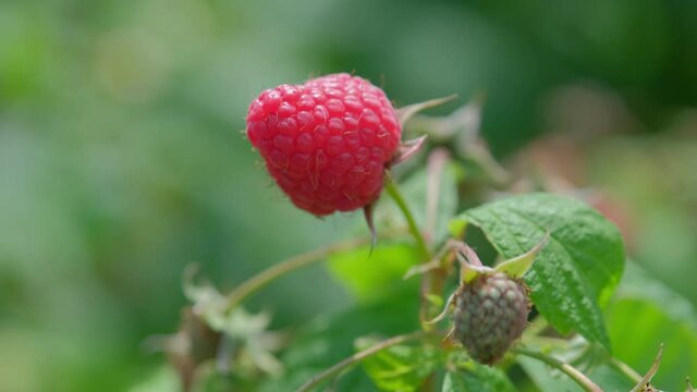 Ripe red raspberries on a bush in a summer garden. Raspberries on a branch in the garden. Fresh raspberry fruits as food background. Healthy food organic nutrition close up 4k.