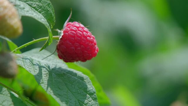 Ripe red raspberries on a bush in a summer garden. Raspberries on a branch in the garden. Fresh raspberry fruits as food background. Healthy food organic nutrition close up 4k.