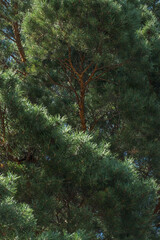 Pine branches intertwine and form a beautiful pattern. Photo of coniferous trees in summer.