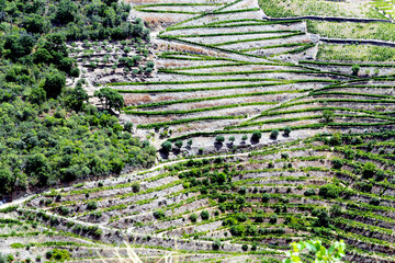 bela paisagem de vinhas no vale do rio Douro.