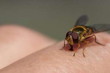 A fly of yellow color similar to a bee sits on a human hand. Macro photo of wildlife.