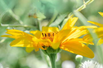Yellow summer flower on a background of green herbs. Bokeh effect. Pastel image.