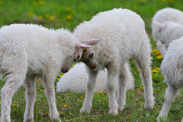 Die Ostpreußische Skudde	
