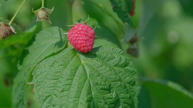 Ripe red raspberries on a bush in a summer garden. Raspberries on a branch in the garden. Fresh raspberry fruits as food background. Healthy food organic nutrition close up 4k.