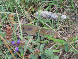 Feldmaus