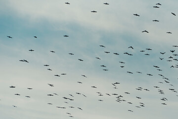 Birds flying in blue sky.