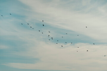Birds flying in blue sky.