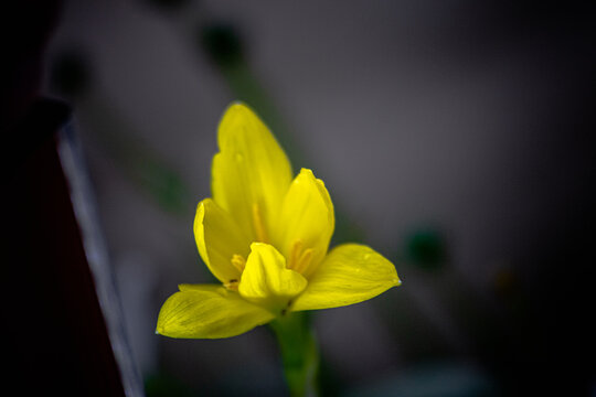 flor
