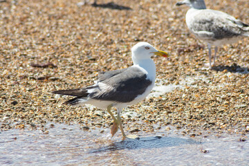 Gaviotas en la playa de Chipiona, Costa Ballena, Cadiz