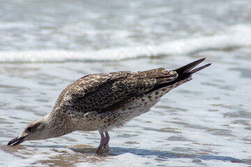 Gaviotas en la playa de Chipiona, Costa Ballena, Cadiz