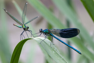 Beautiful damselflys Calopteryx splendens (female and male)  sits on a blade of grass in the river, flaps its wings and waits for prey.
