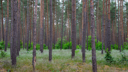 Waldkiefern (Pinus sylvestris) Müritz, Deutschland, Europa