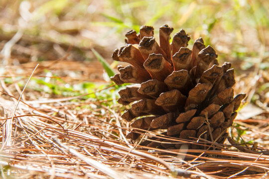 Pinecone in the ground