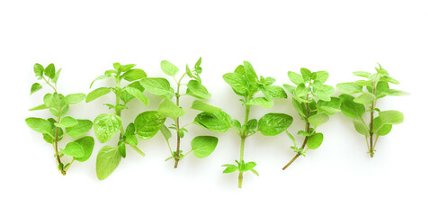 Seasonings, fresh oregano leaves